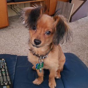 Meet your Posher, Barbara